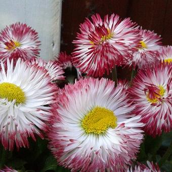 Bellis perennis HABANERA-serie