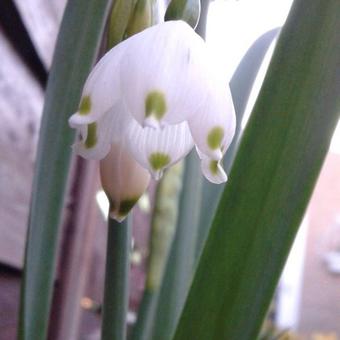 Leucojum aestivum