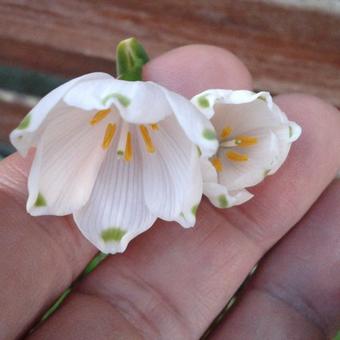 Leucojum aestivum