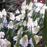 Muscari aucheri 'White Magic' - 