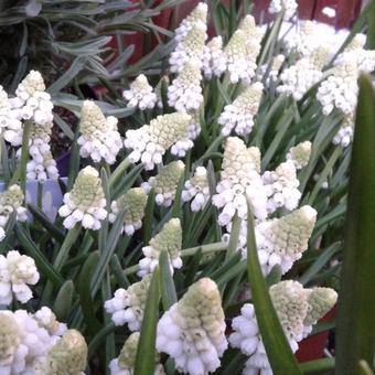 Muscari aucheri 'White Magic'