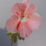 Pelargonium 'Bildeston Speckled' - 