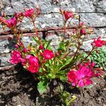 Lewisia cotyledon 'Regenbogen' - 