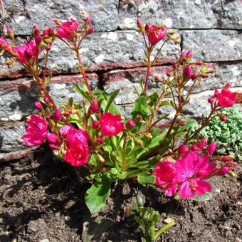 Lewisia cotyledon 'Regenbogen'