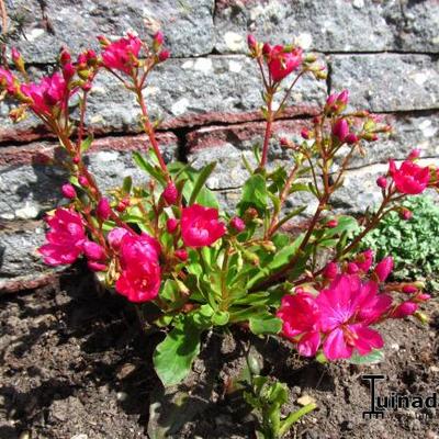 Lewisia cotyledon 'Regenbogen' - 