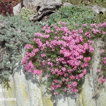 Phlox subulata