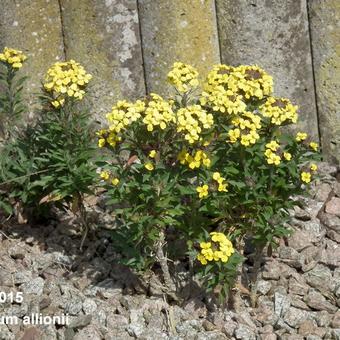 Erysimum x allionii