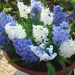 Hyacinthus orientalis 'White Pearl' - 