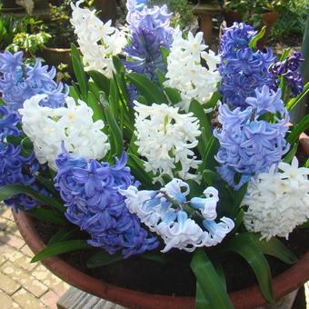 Hyacinthus orientalis 'White Pearl'