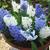 Hyacinthus orientalis 'White Pearl'