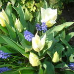 Tulipa 'Calgary' - 