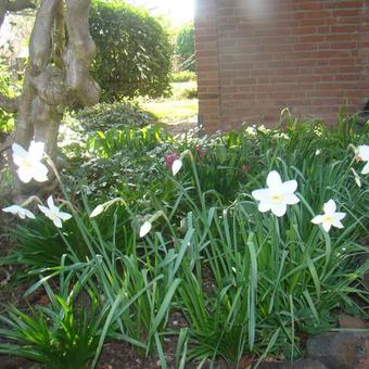 Narcissus poeticus 'Actaea'