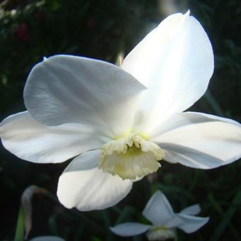 Narcissus poeticus 'Actaea'