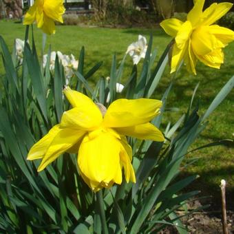 Narcissus 'Safina'