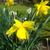 Narcissus 'Safina'