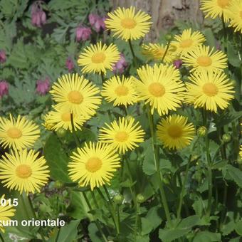 Doronicum orientale