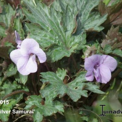 Viola cornuta 'Silver Samurai' - 