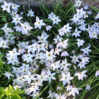 Ipheion uniflorum 'Alberto Castillo'