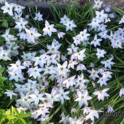 Ipheion uniflorum 'Alberto Castillo' - 