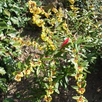 Berberis  julianae