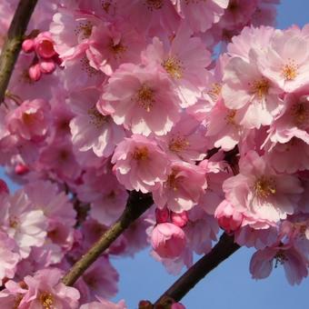 Prunus 'Accolade'