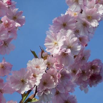 Prunus 'Accolade'