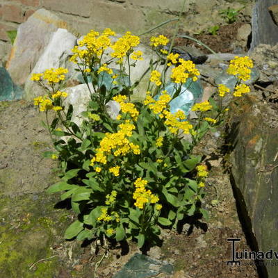 Aurinia saxatilis 'Compacta' - 