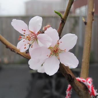 Prunus dulcis