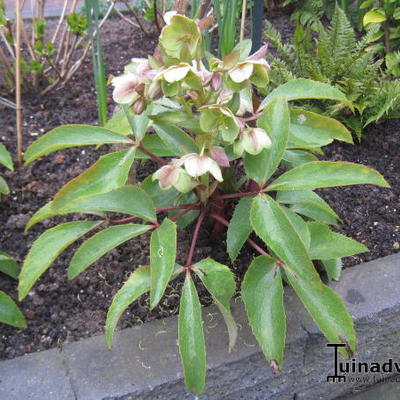 Helleborus x sternii - Helleborus x sternii