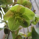 Helleborus x sternii