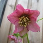 Helleborus orientalis 'Red Hybrids' - 