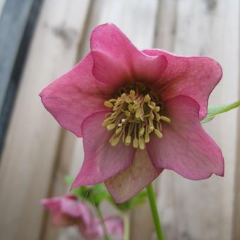 Helleborus orientalis 'Red Hybrids'