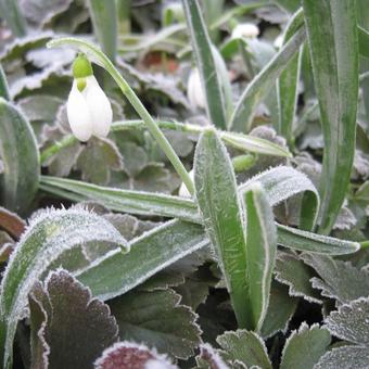 Galanthus woronowii