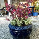 Loropetalum chinense 'Black Pearl'