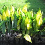 Lysichiton americanus - Amerikanischer Stinktierkohl