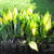 Lysichiton americanus