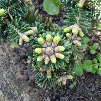 Abies lasiocarpa 'Toenisvorst'