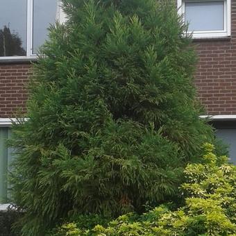 Cryptomeria japonica  'Cristata'