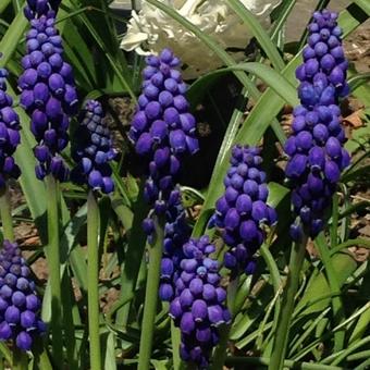 Muscari armeniacum