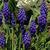 Muscari armeniacum