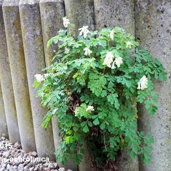 Corydalis ochroleuca