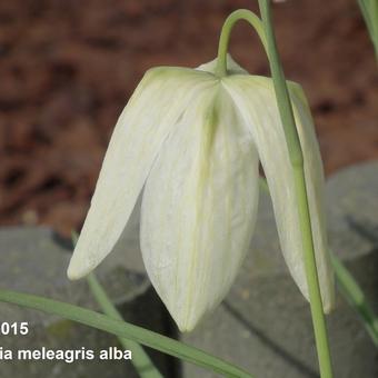 Fritillaria meleagris 'Alba'