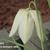 Fritillaria meleagris 'Alba'