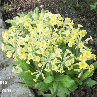 Primula veris