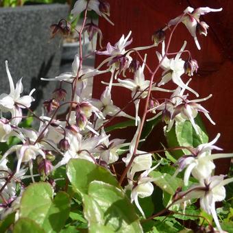 Epimedium grandiflorum