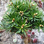 Abies koreana ‘Wellenseind’ - 