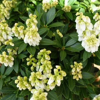 Pieris japonica 'Erik'