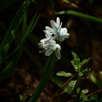 Puschkinia scilloides var. libanotica