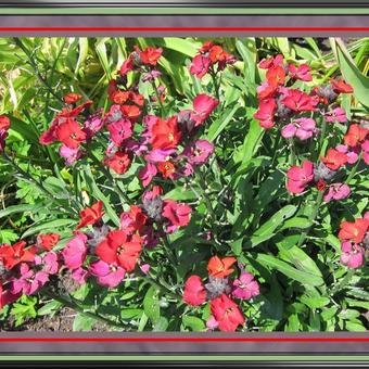 Erysimum x allionii 'Constant Cheer'