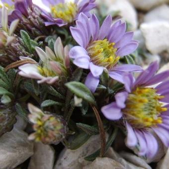 Townsendia leptotes